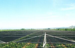 A large agricultural field with rows of crops covered by a grid structure of black netting under a clear blue sky.