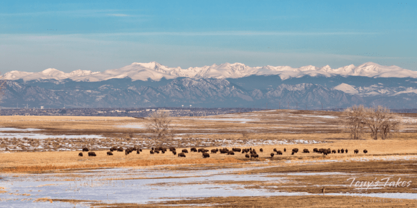 Colorado Front Range with bison grazing