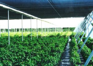 Rows of green plants grow under a large shade structure with metal supports in an agricultural setting.