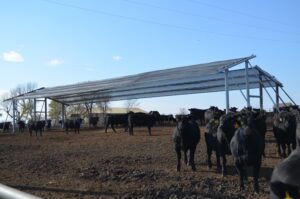 A group of black cattle stand in a dirt pen beneath a large metal shade structure on a clear day.