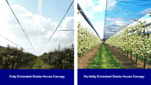 Side-by-side views of orchards; left shows a fully extended shade canopy, right shows a partially extended shade canopy over rows of trees.