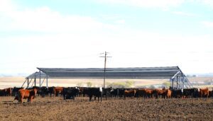 A herd of black and brown cattle stands on dirt ground near a large metal shelter in a rural landscape under a clear sky.